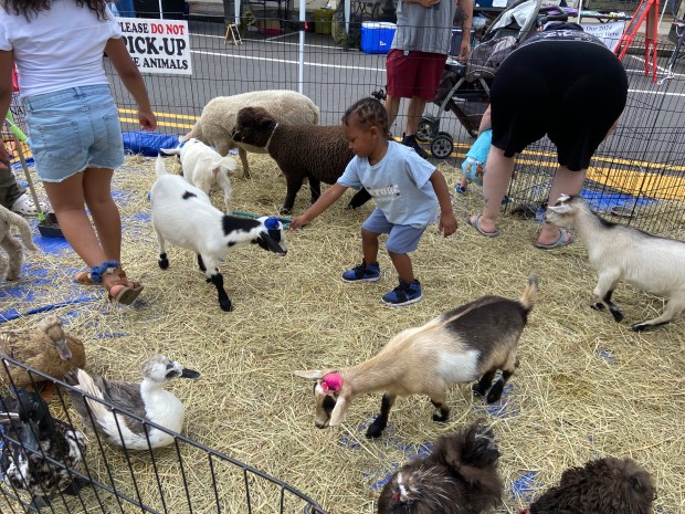 The petting zoo was a popular attraction for the little...